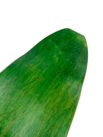 FLATHEAD JR Pool shape Hardrock skateboard blank Natural - 8.623"  SHAPE SHR2 - Woodchuck Laminates
